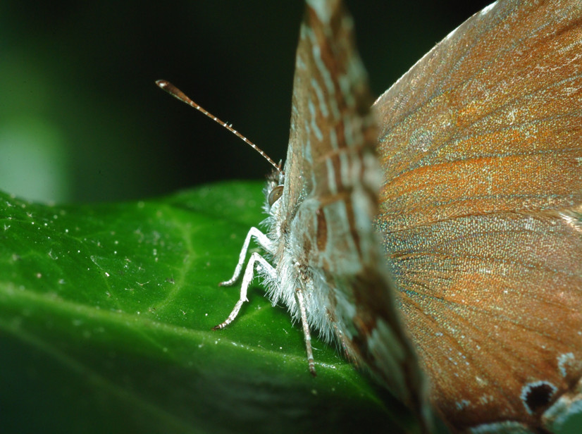 Cacyreus marshalli